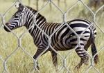 stainless steel zoo cable wire mesh