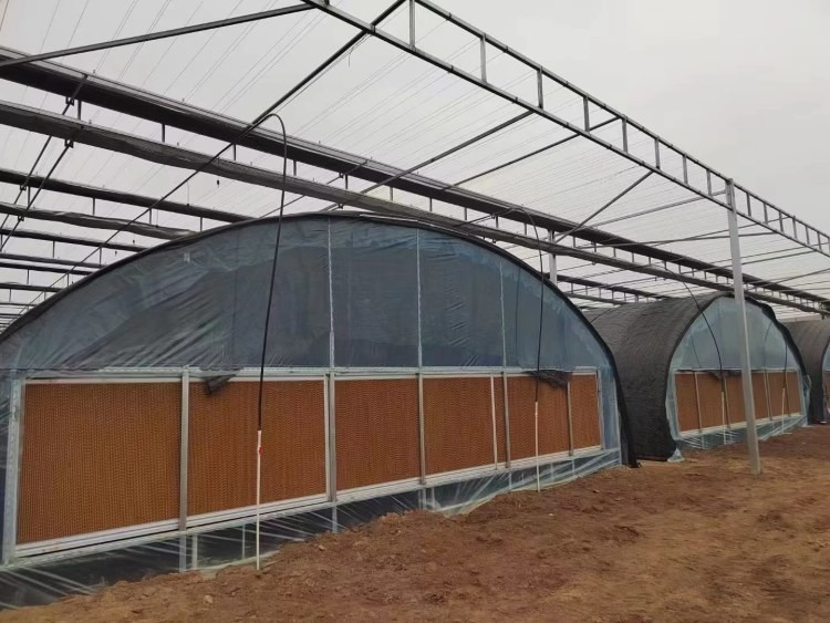 Agricultural Tunnel Greenhouse Single Span PE Film Greenhouse For Flowers Plant