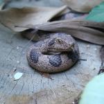 Toy Realistic Scary Snake Animal Doll Companion for Kids' Creepy Halloween Prank