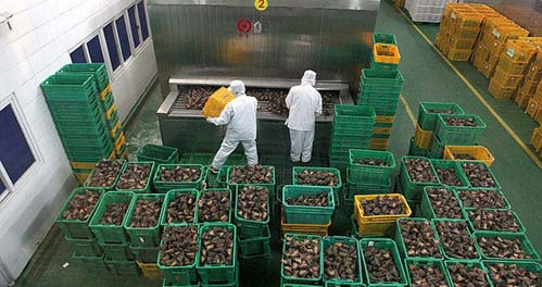Plastic Moving Box Containers For Fruits Vegetables Internal Size 590x410x330mm