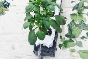China Hydroponics Greenhouse PP Roll Grow Troughs Vegetables Substrate Growing Trough wholesale