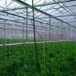 Hydroponic Growing System Green House Multi Span Agriculture Greenhouses Growing