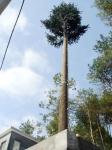Communication Pine Palm Tree 50m Camouflage Cell Tower