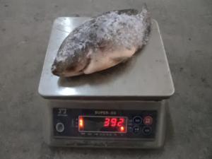 China Export Tilapia Whole Round, Tilapia Gutted &amp; Scaled wholesale