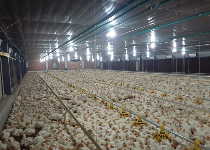 OEM ODM Chicken Farm Equipment Poultry Farming Drinker And Feeder