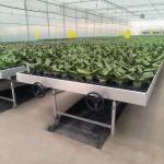 Flower Planting Greenhouse Seedbed Rolling Benches Grow Table Movable