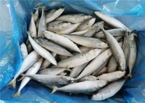 China Pacific IQF Fish 80g Whole Round Bulk Fresh Frozen Mackerel wholesale