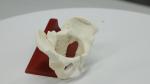 Eco-friendly PVC Hand made Medical Education Artistic Creation Design Ergonomics
