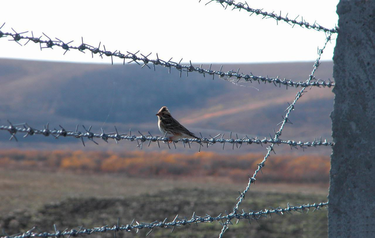 Security Zinc Coated Barbed Fence Wire For Corrosion Protection 2-3.2mm Diameter Free Sample Available