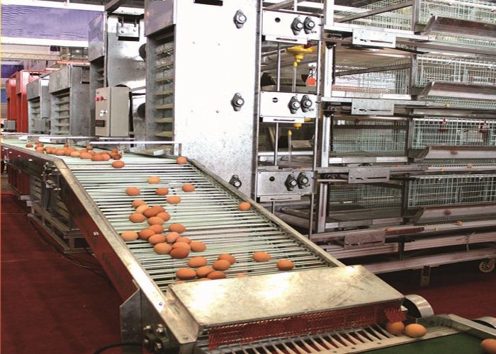 High Performance Chicken Egg Laying Equipment For Healthy Layer Chicken