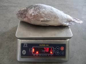China frozen fish black tilapia wholesale price, seafood tilapia fish companies wholesale