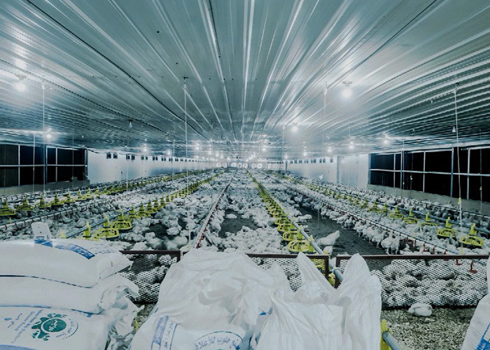 OEM ODM Chicken Farm Equipment Poultry Farming Drinker And Feeder