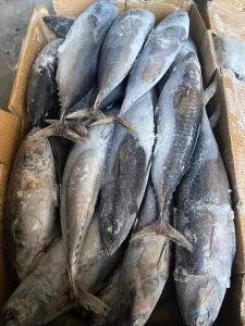 China Canned New Landing Delicious 100g 300g A＋ Grade Frozen Bonito Fish wholesale