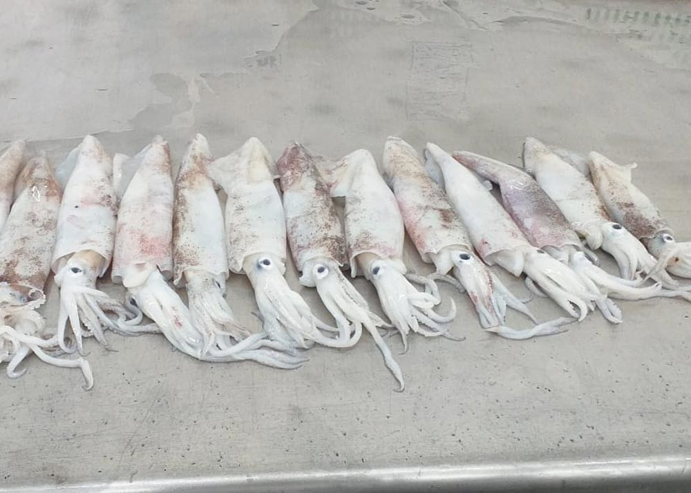 Freshness Squid Dried Fish Chinensis 18cm - 25cm Iso Certification