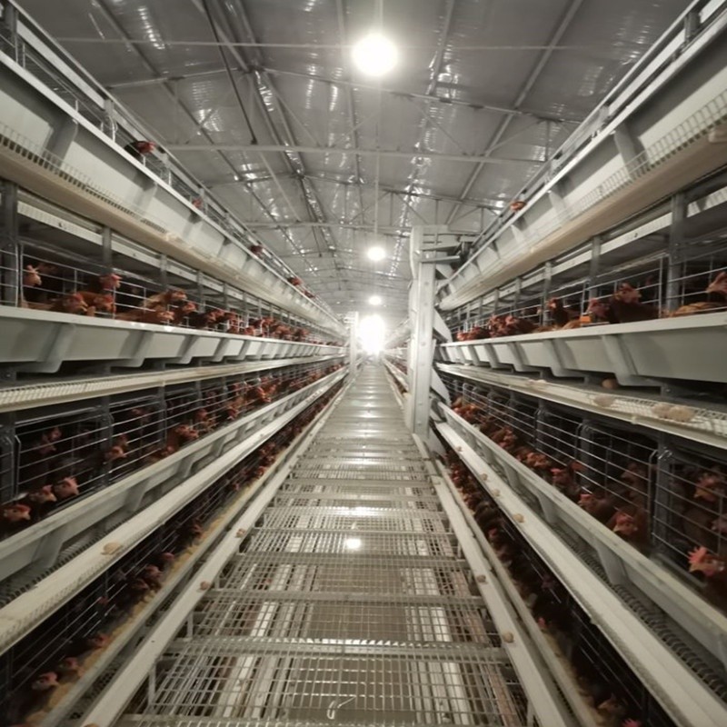 Welded Wire Egg Layer Chicken Cages Q235A H Type Hot Dipped Galvanized