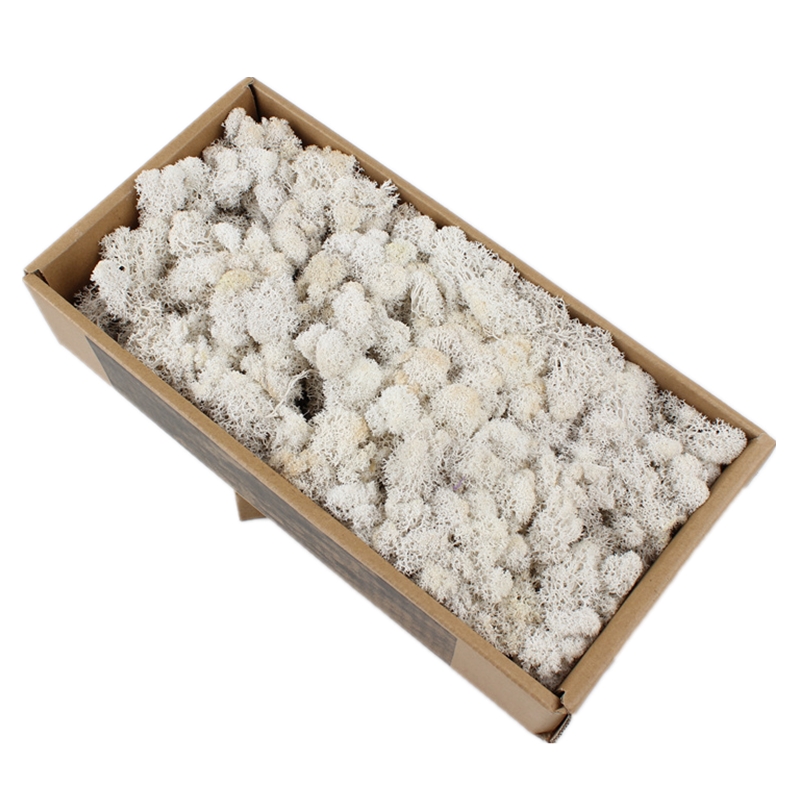 Luxury Home Preserved Natural Moss For All Year Occasions Decoration