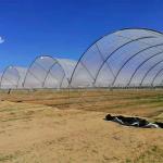 Blueberry Strawberry Flower Low Cost Farming Tunnel Agricultural Greenhouses