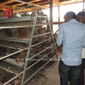 China Wholesale Factory Price Q235 Poultry Layer Cage , Battery Cage System 256 Birds Star wholesale