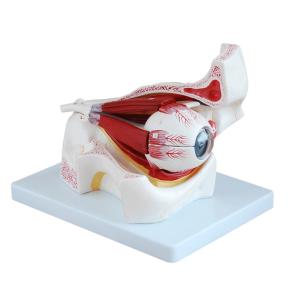 China Hospital Medical Human Eye 3d Model Anatomy With 10 Parts Orbit wholesale