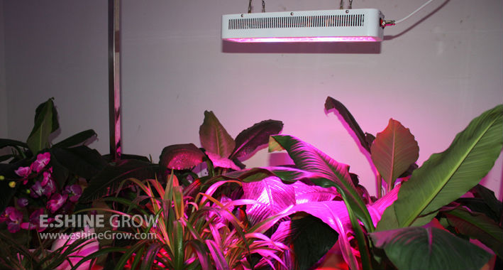300x3W full spectrum 11 attractive led grow light for greenhouses hydroponics plant tissue
