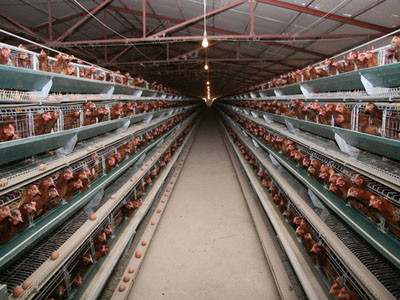 High Speed Plc Control Wire Mesh Welding Machine For Chicken Cage