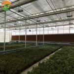 American Tomato Agriculture Polycarbonate Greenhouse Equipped with Hydroponic