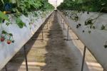 Indoor Strawberry Growing Troughs Greenhouse PVC Hydroponic Gully Vertical