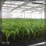 Professional Germination Growing seed starter grow tray hydroponic fodder trays