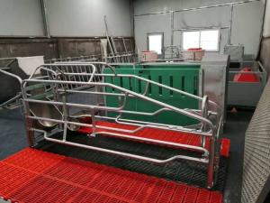 China Adjustable Pig Farrowing Crate wholesale