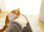Interactive Corrugated Cat Scratch Board Burlywood Modern Pet Furniture Cat
