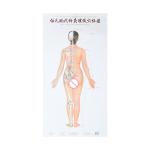 Human Body Meridian Acupuncture Culture Acupoint Acupressure Points Chart