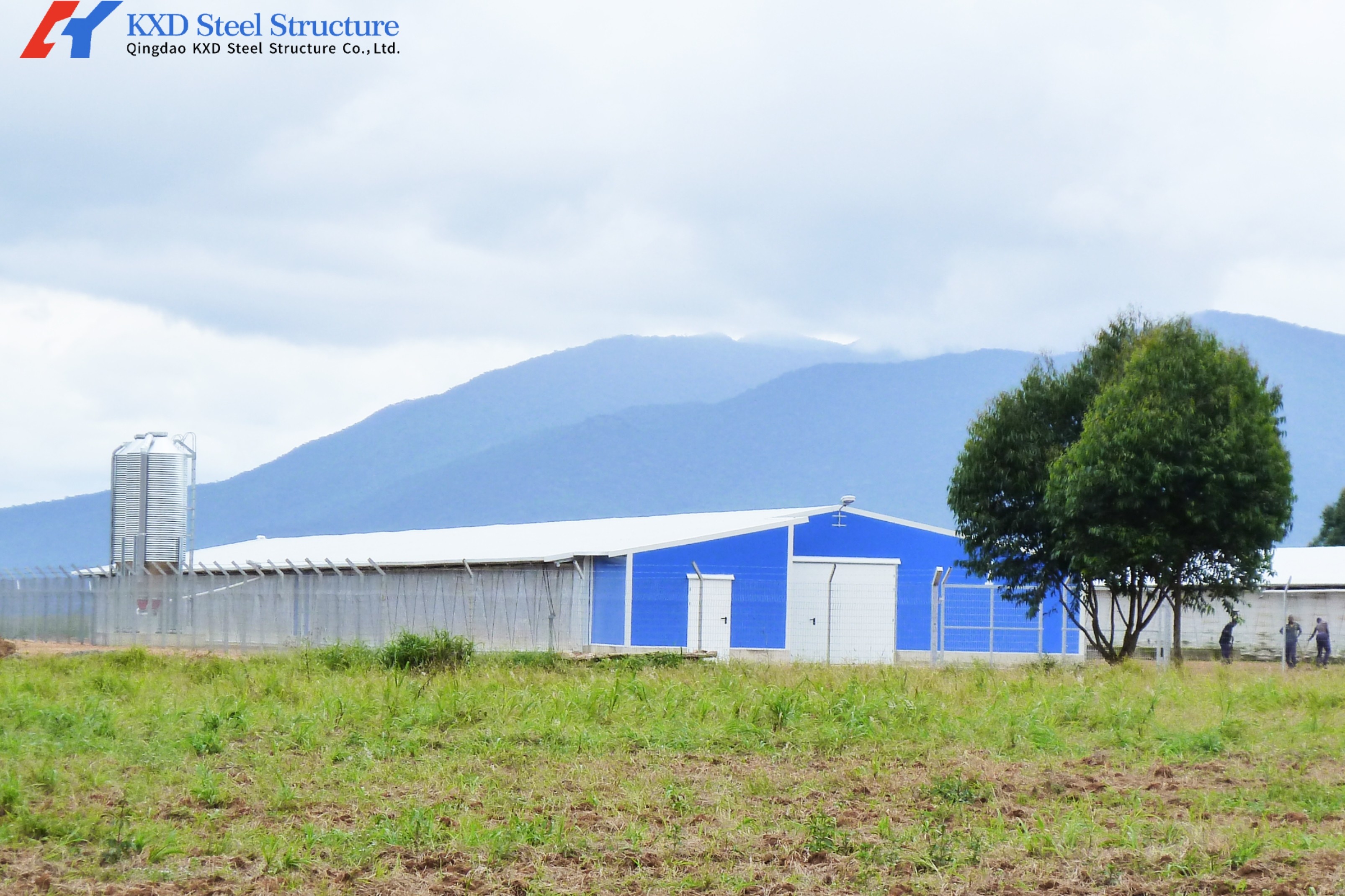 Modern Broiler Chicken Farming Equipment Automatic H Type Poultry Broiler Cage