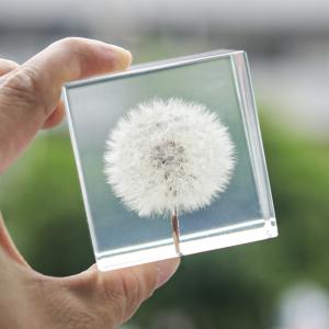China Custom clear epoxy real flower specimen acrylic dandelion paper weight wholesale