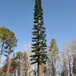 10 20 30 40 50 60 70 80 M Hot Dipped Galvanized Camouflaged Pole Palm / Pine