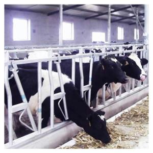 China Customized Self Closing Cattle Head Lock Gates Large Fixed wholesale