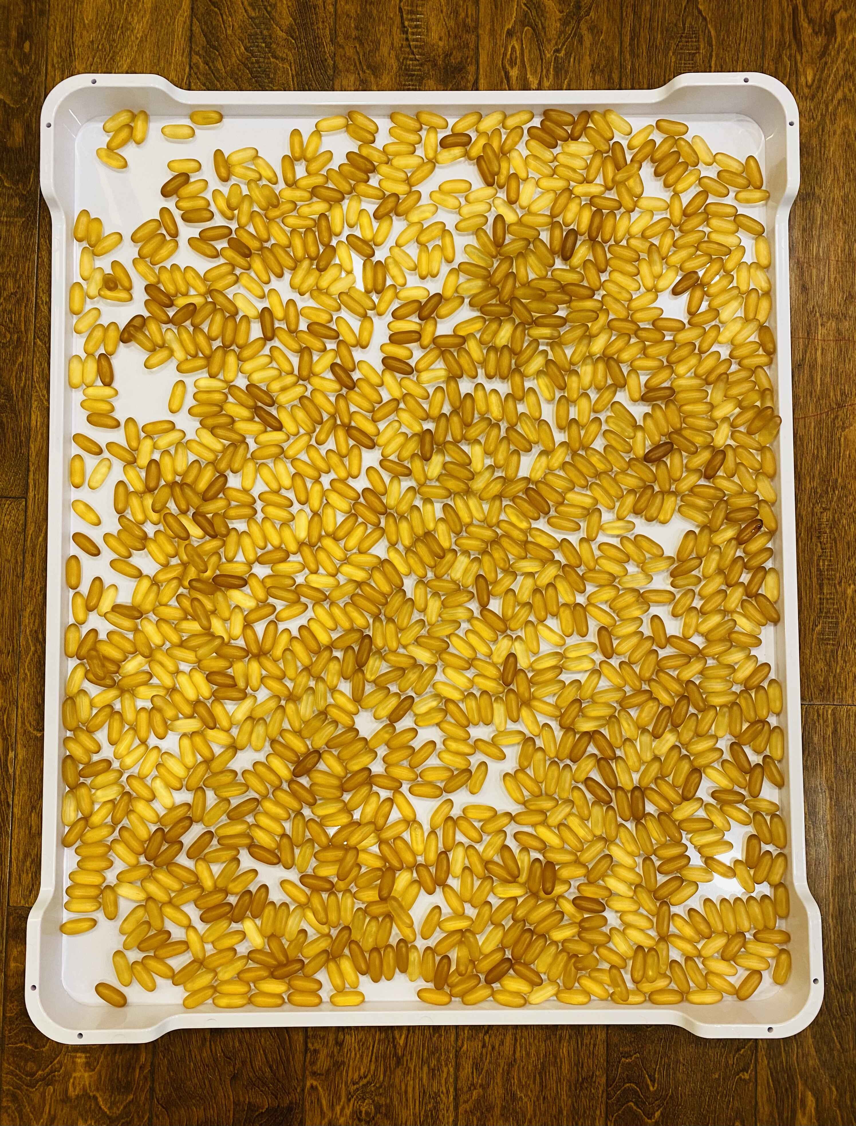 Non Perforated Capsules Softgel Drying Tray Food Grade PP Plastic