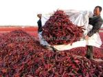 FDA Sweet Pepper Paprika Stemless Dried Red Peppers Anhydrous