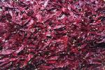 240ASTA Sweet Paprika Pepper Seedless Dried Whole Red Chilies NO Pigment