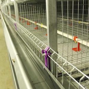 China Automatic Cage For Chicks , 264 Birds Capacity Layer Poultry Farm Cage wholesale
