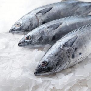 Commercial Grade Flake Ice Machine