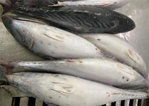 China Fresh 600g Three Point Frozen Bonito Fish For Canned wholesale