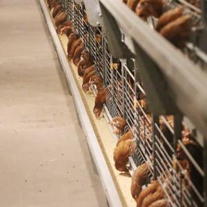 China Hot Dipped Galvanized Wire Chicken Cages , Commercial Chicken Processing Equipment wholesale