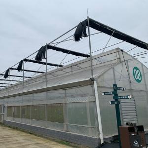 China Horticultural Multi-span Poly Tunnel Sawtooth Tropical Grow Tent Greenhouse wholesale