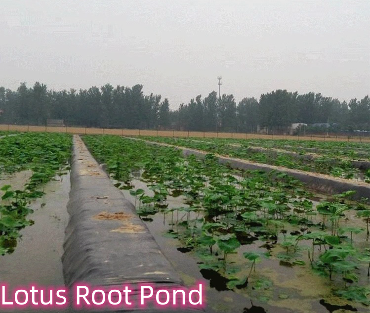 Black Geomembrane Thickness over 2mm Resistant to Acid and Alkali for Landfill Sites