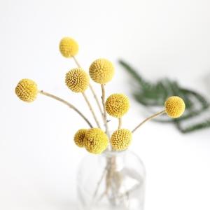 China 50cm Craspedia Globosa Air Drying Flowers wholesale