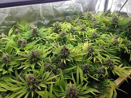2.9umol/J 680W Grow Light For Indoor Herbs