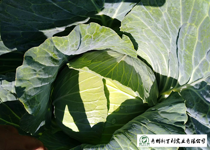 Good Taste Chinese Round Cabbage , Small Green Cabbage 1 Kg / Per Size