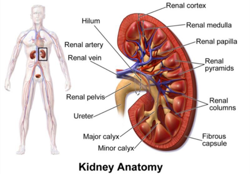 3 in 1 Renal Function Test Strip