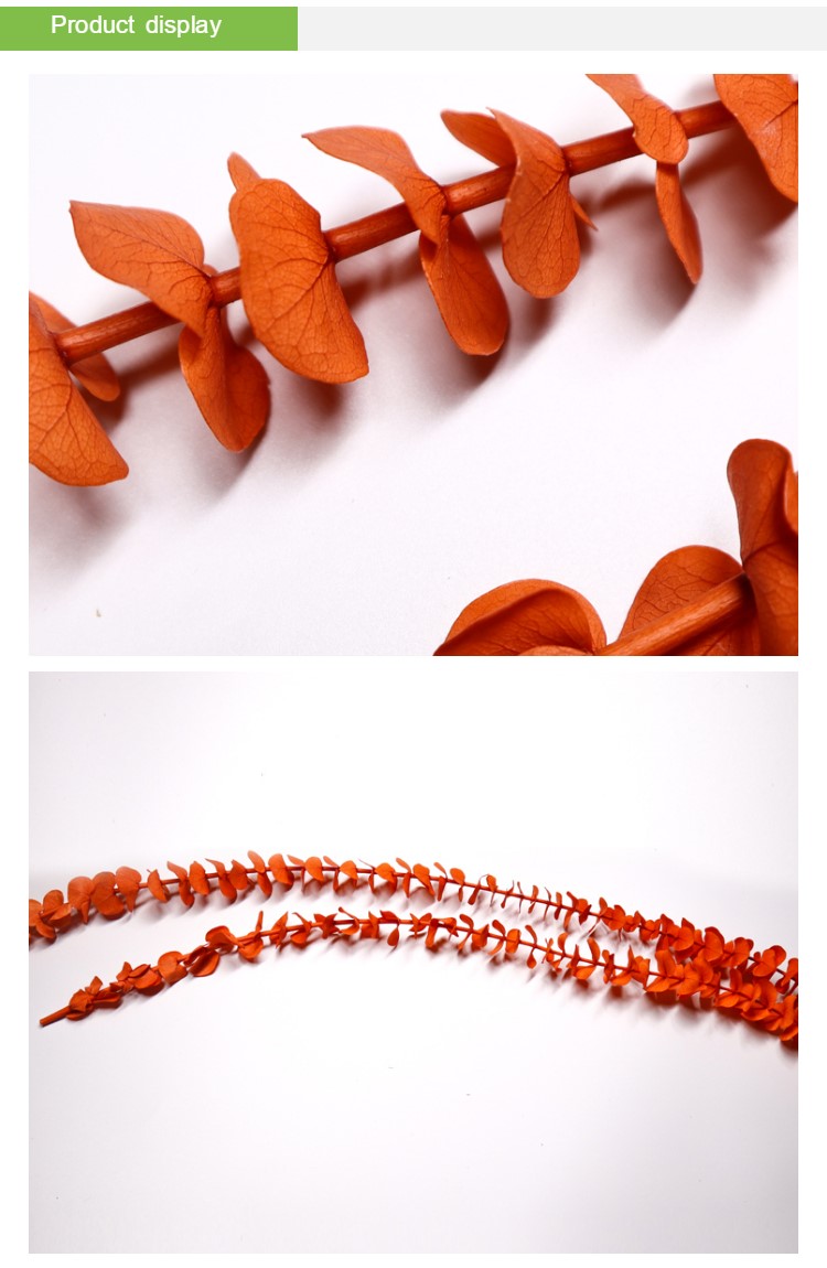 OEM Service Preserved Foliage Leaves Durable For Home Wall Decoration