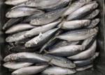 Purse Seine Catch 60g 70g Bulk BQF Frozen Fishing Bait